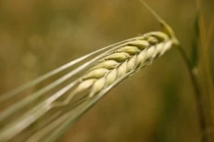 Wheat Wheat