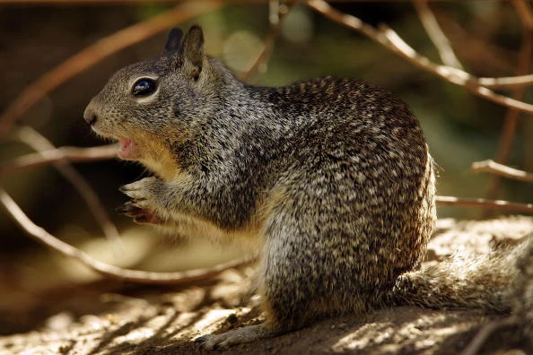 Squirrel