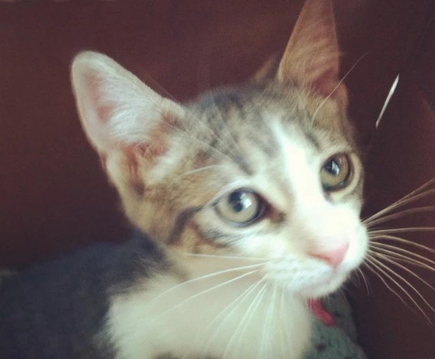 Oliver
