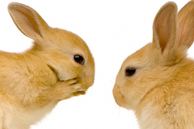 Rabbits-Dating