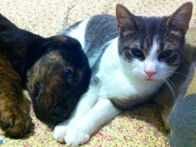 Oliver and Dexter