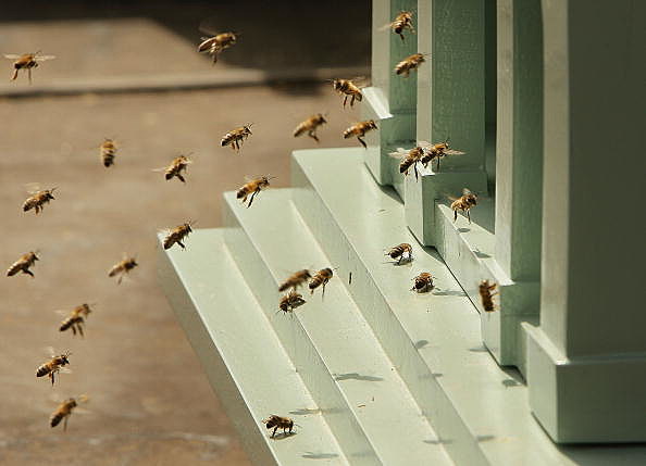 Image result for a swarm of hornets