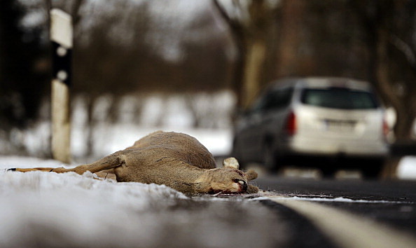 Road accident with deer