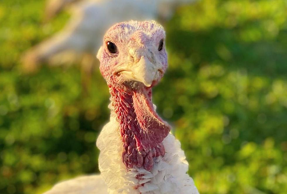 23 Upstate New York Farms To Buy Fresh Local Turkeys For Thanksgiving At