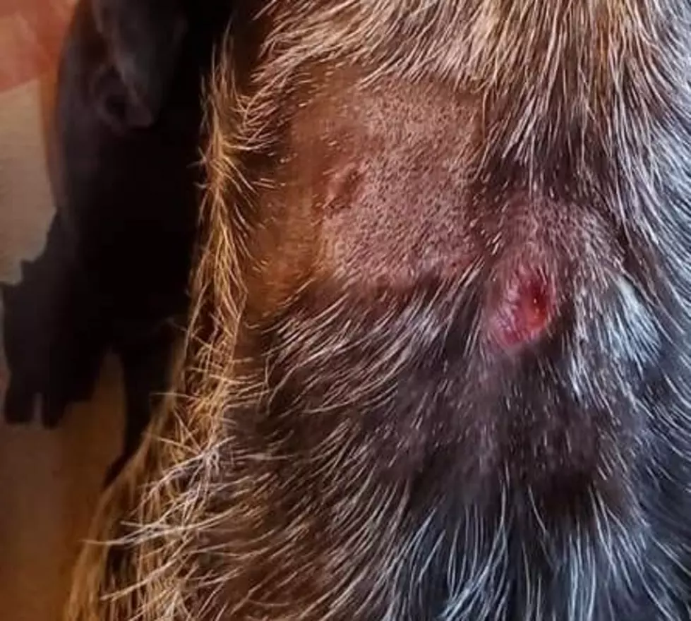Dog Owner Claims Shocking Treatment at CNY Kennel