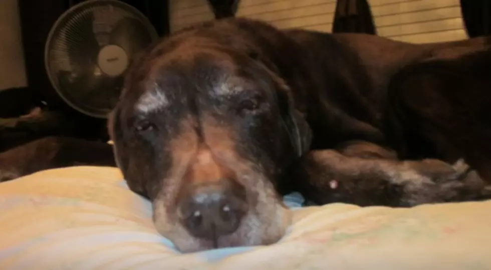 Signs Your Dog Is Aging
