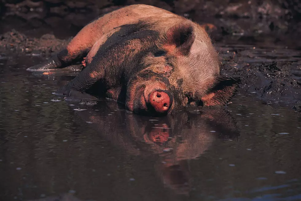 Pigs Running Wild In Capitol District