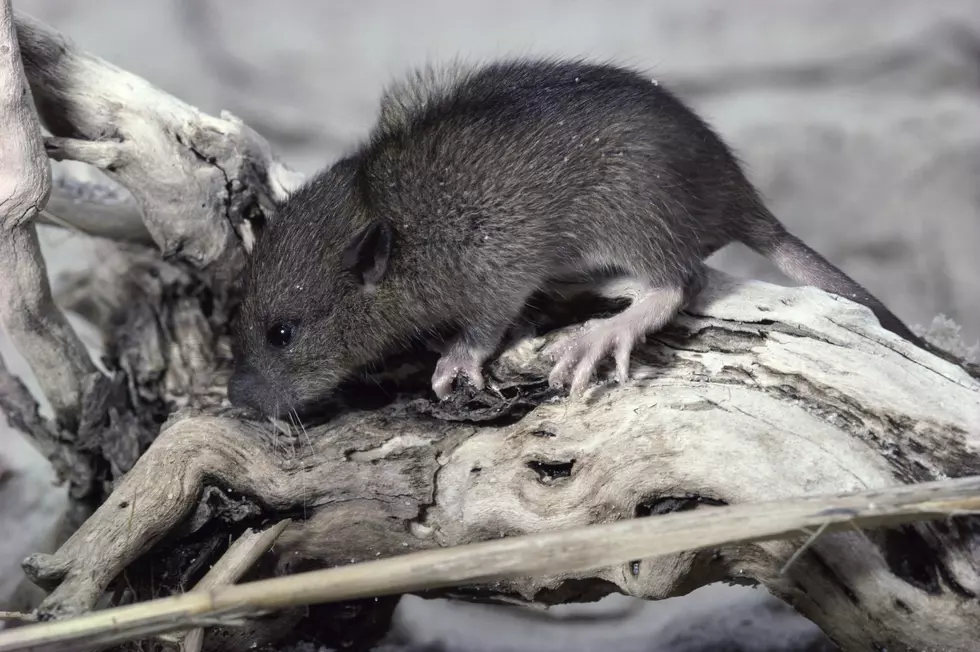 5 Locations In NY Loaded With Filthy Dirty Rats