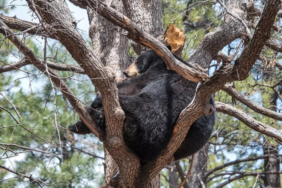 Black Bear Takes Up Residence in a Tree in Rome