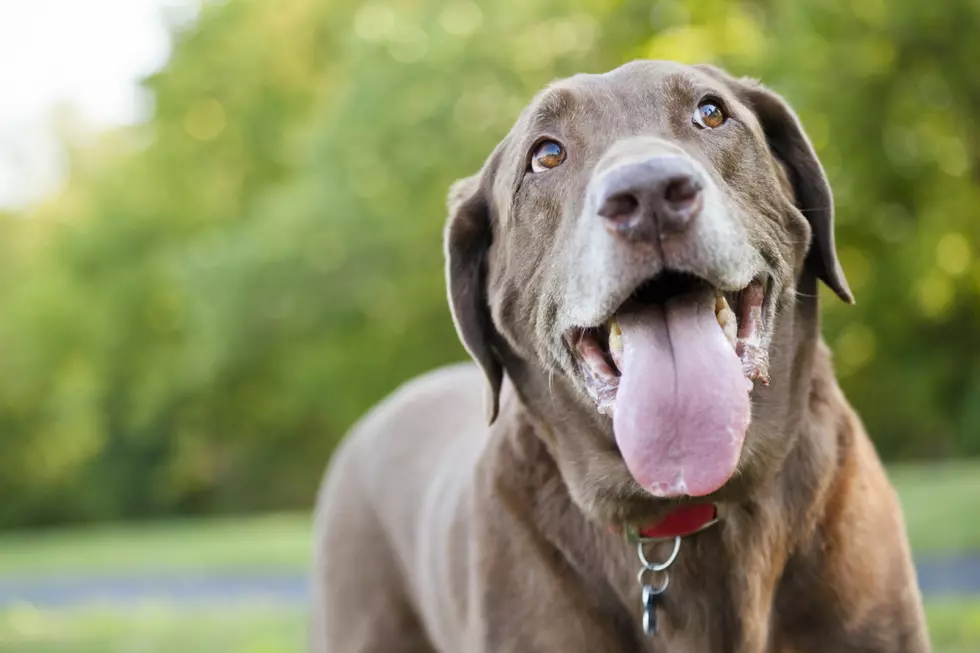 What Are The Dog Days of Summer In Central New York?