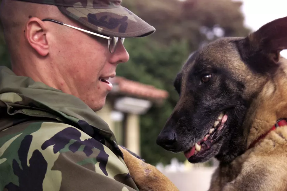 Air Force Has Retired Military Dogs Up for Adoption