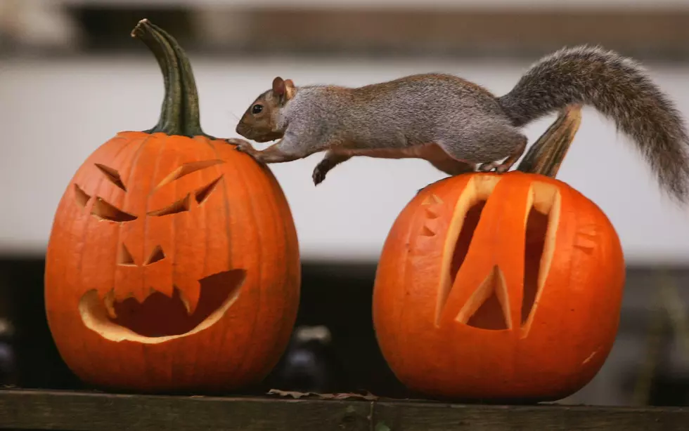 Doing ‘THIS’ With Your Pumpkin is Illegal in CNY