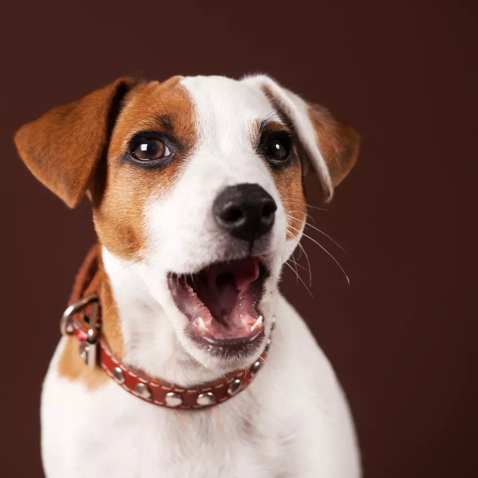 Several CNY Humane Societies Closed To The Public