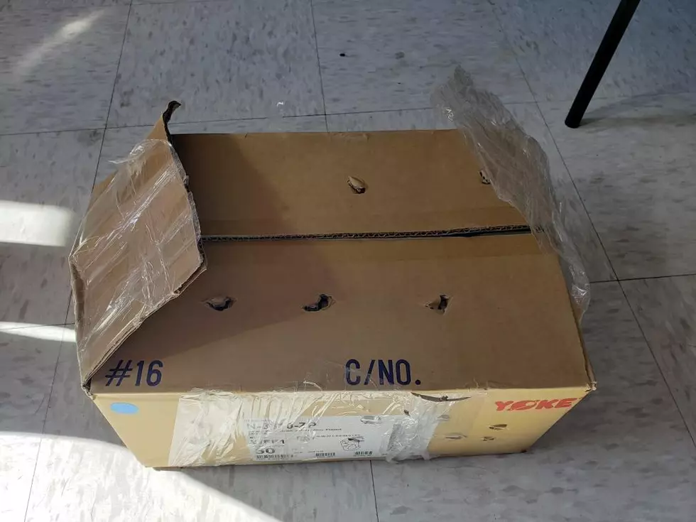 Kittens Found Crammed In Box With Air Holes Taped Over