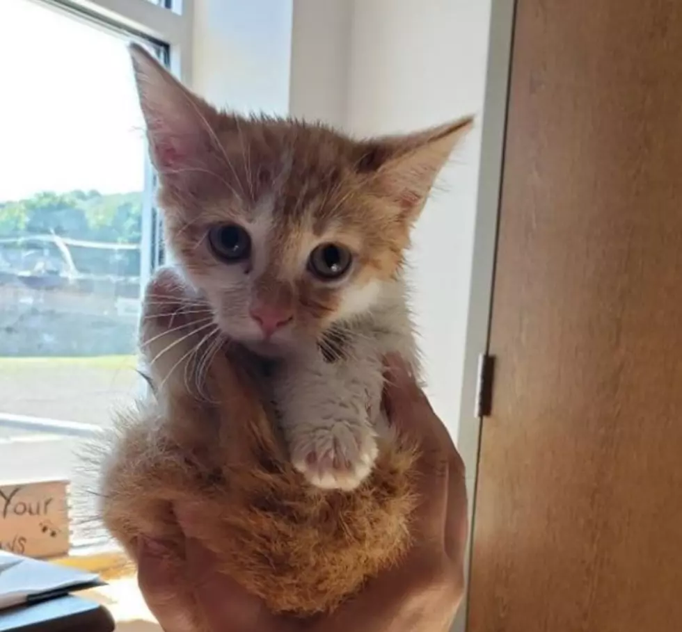 The Broome County Humane Society
