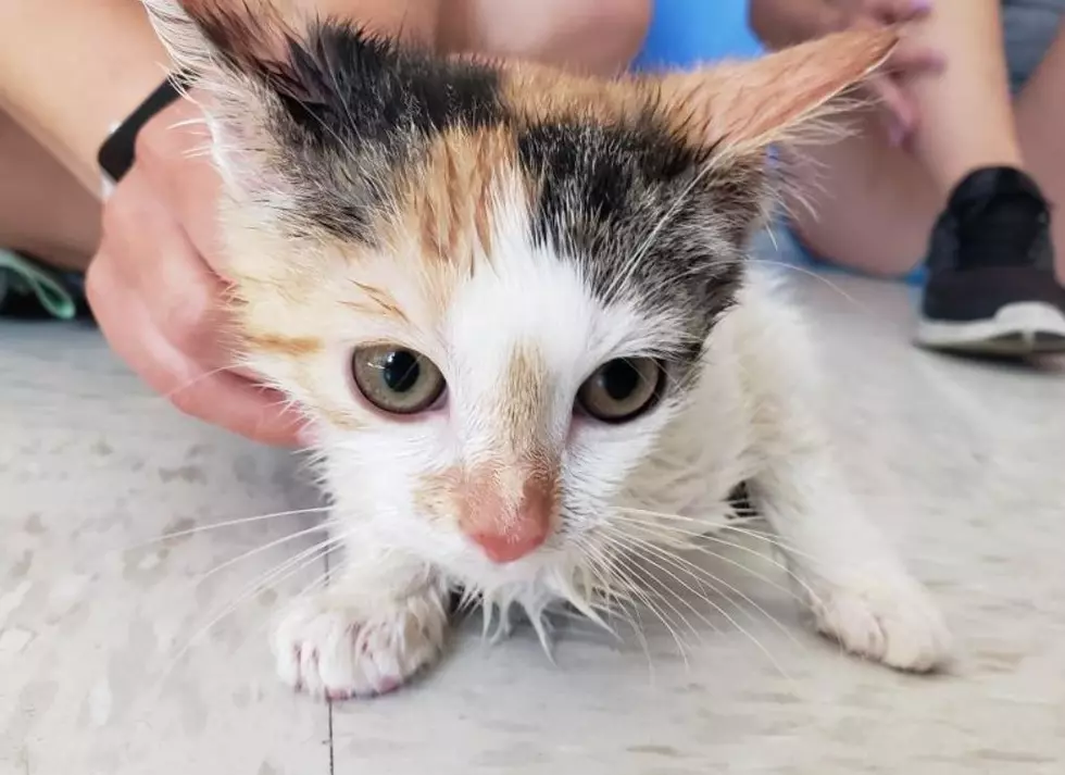 The Broome County Humane Society