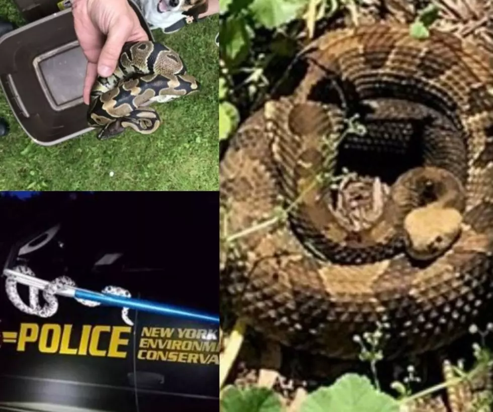 DEC Saves 9 Ducklings, 3 Snakes, A Bear and An Eagle