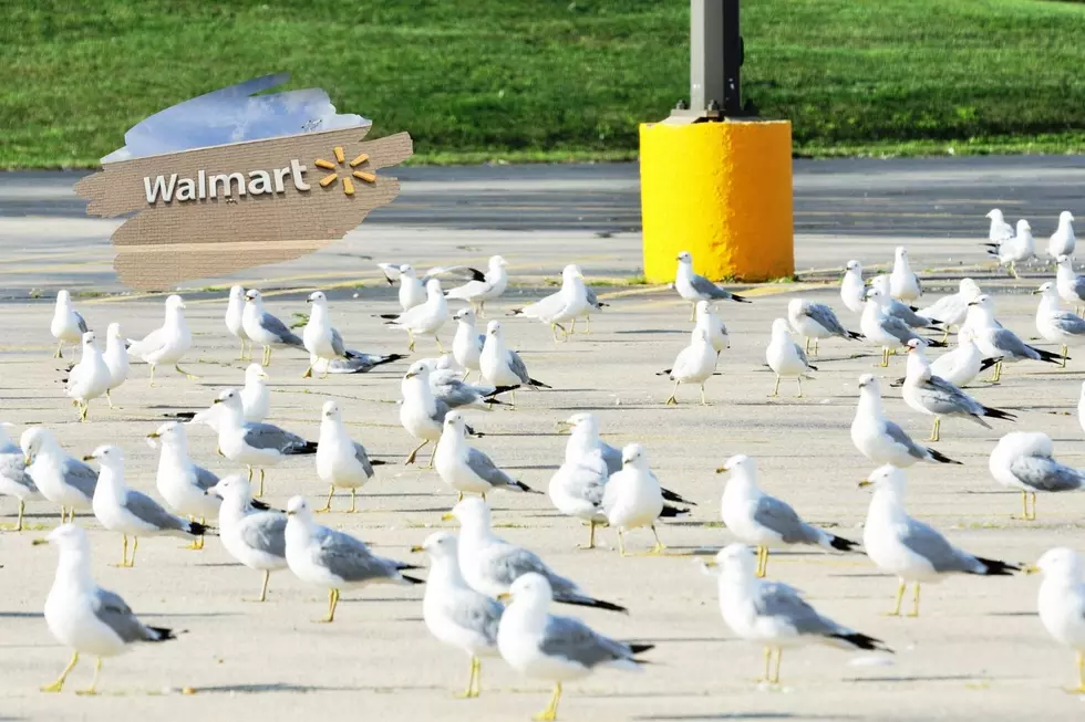No Water Here: Why Are Seagulls So Obsessed with Walmart?